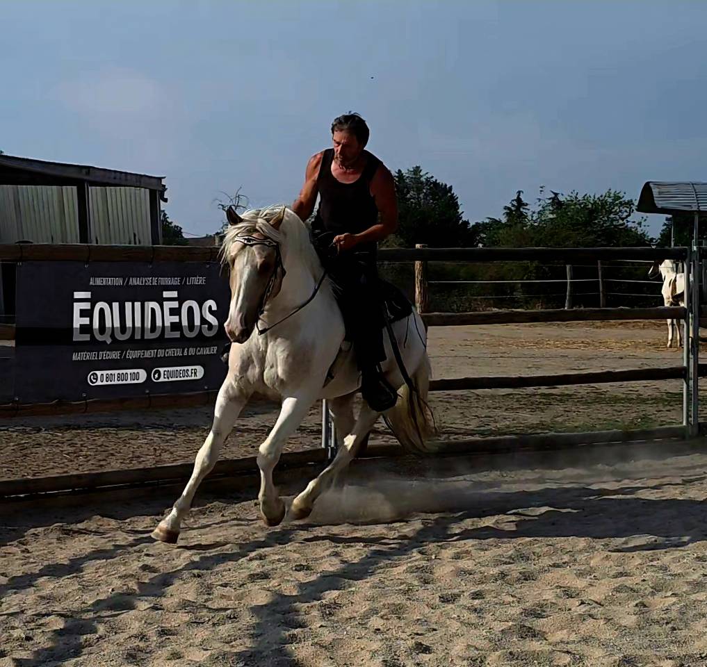 Hengst Quarter Horse Te koop 2020 Palomino