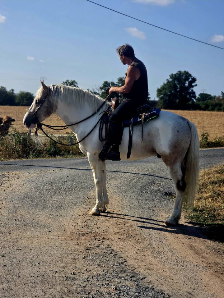 Hengst Quarter Horse Te koop 2020 Palomino