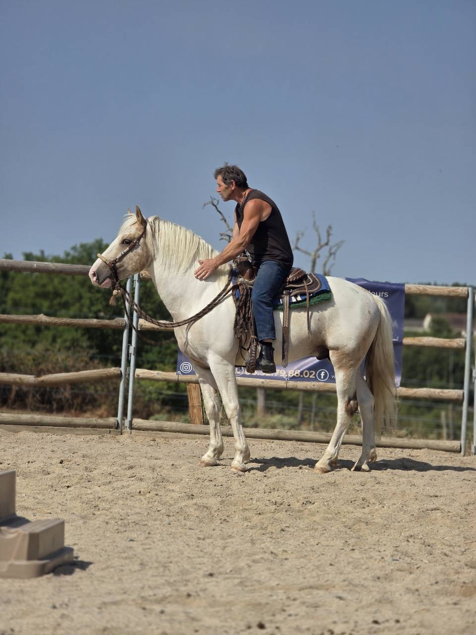 Hengst Quarter Horse Te koop 2020 Palomino