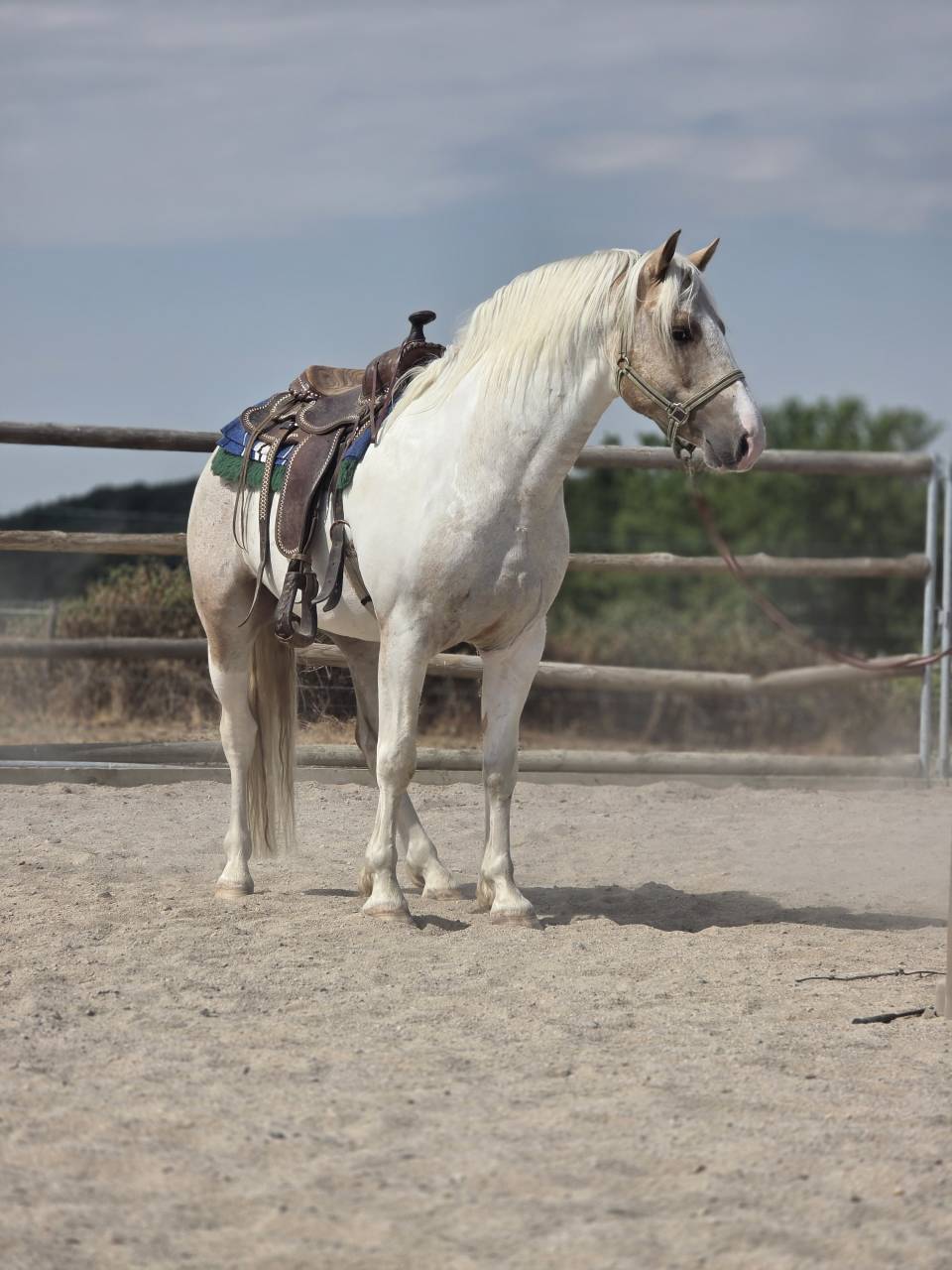 Hengst Quarter Horse Te koop 2020 Palomino