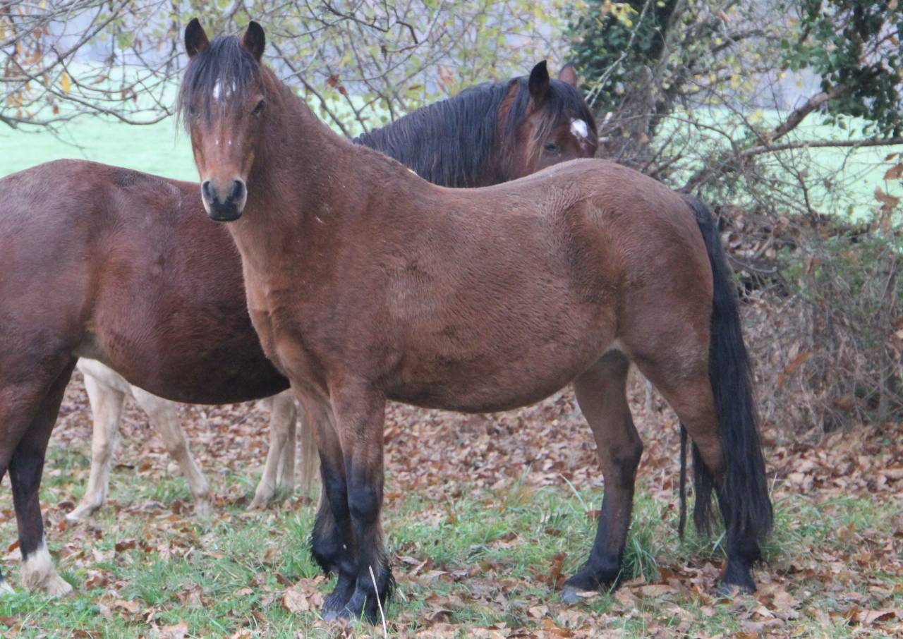 Draagmerrie Welsh Pony (Section B) Te koop 2012 Donker bruin / bai ,  URKOS DES BERTAINES