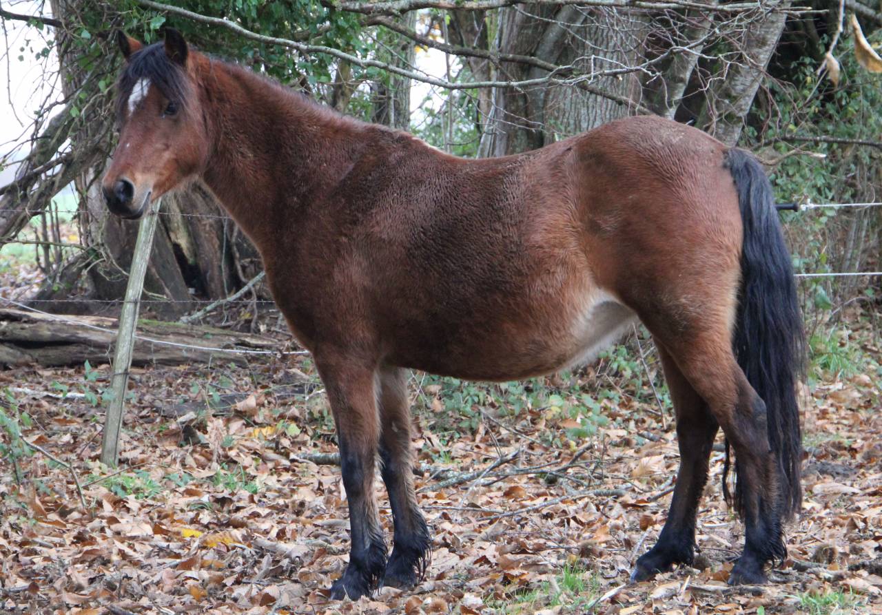 Draagmerrie Welsh Pony (Section B) Te koop 2012 Donker bruin / bai ,  URKOS DES BERTAINES