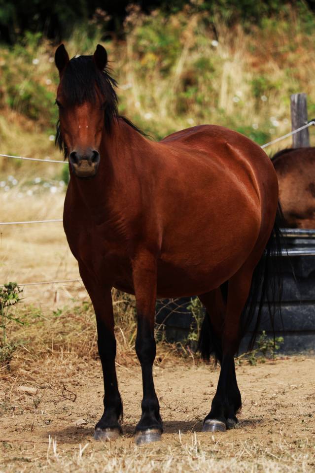 Draagmerrie Welsh Pony (Section B) Te koop 2012 Donker bruin / bai ,  URKOS DES BERTAINES
