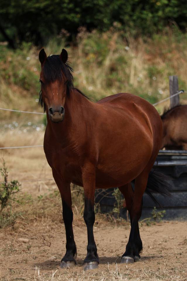 Draagmerrie Welsh Pony (Section B) Te koop 2012 Donker bruin / bai ,  URKOS DES BERTAINES