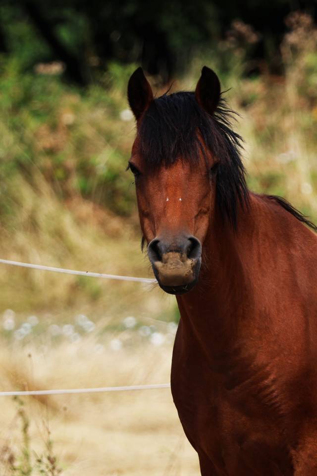 Draagmerrie Welsh Pony (Section B) Te koop 2012 Donker bruin / bai ,  URKOS DES BERTAINES