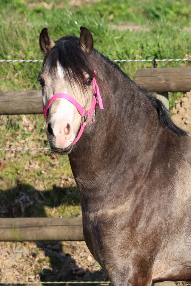 Draagmerrie Welsh Pony (Section B) Te koop 2012 Donker bruin / bai ,  URKOS DES BERTAINES