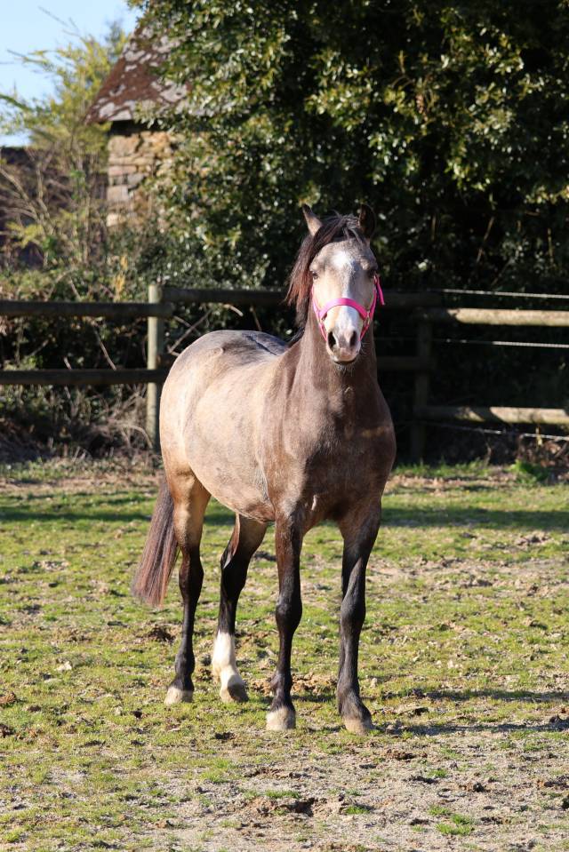 Draagmerrie Welsh Pony (Section B) Te koop 2012 Donker bruin / bai ,  URKOS DES BERTAINES