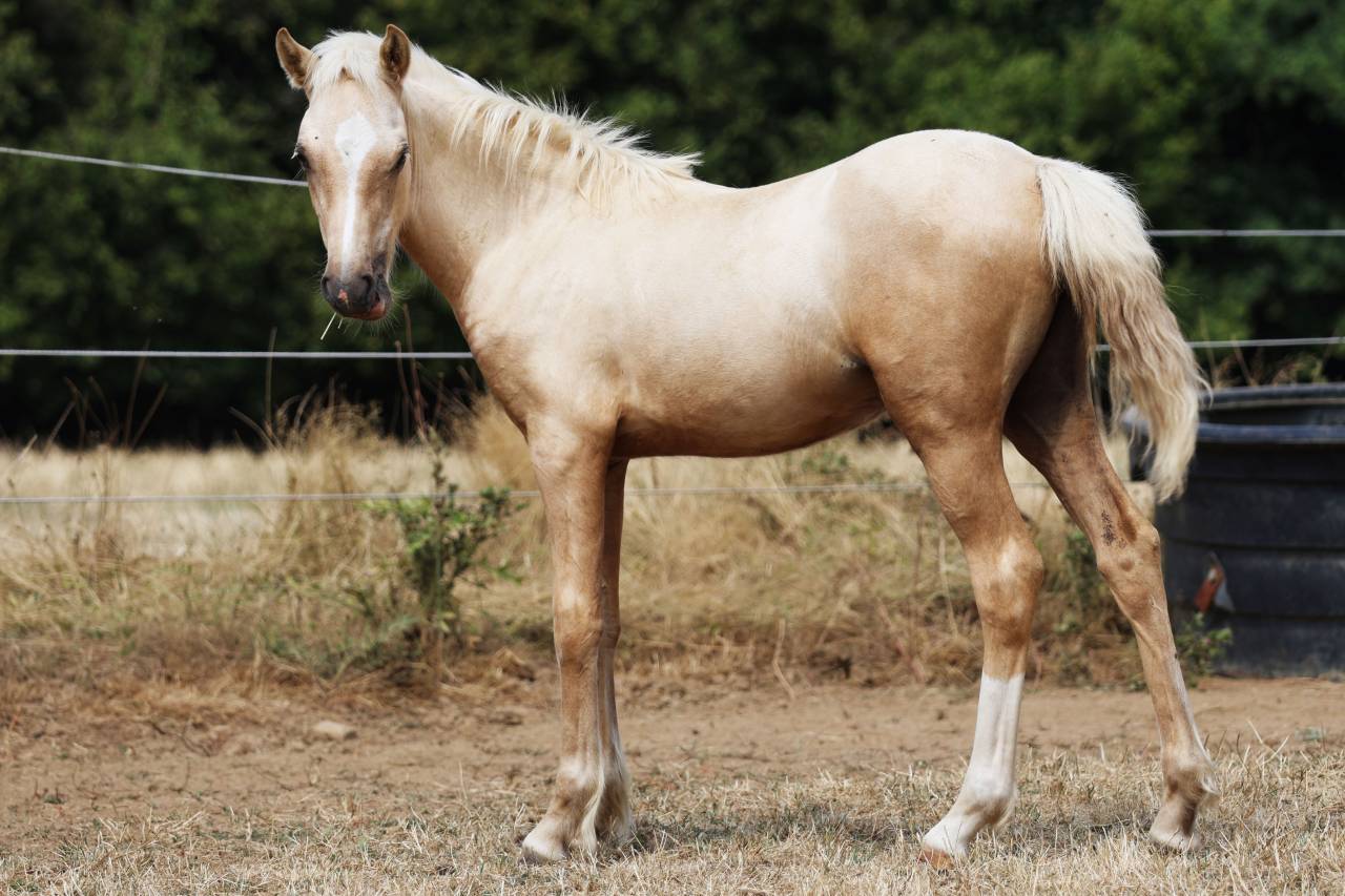 Draagmerrie Welsh Pony (Section B) Te koop 2012 Donker bruin / bai ,  URKOS DES BERTAINES