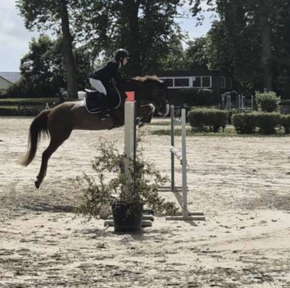 Merrie Franse rijpony PFS Te koop 2019 Vos ,  POPSTAR DES NOUETTES