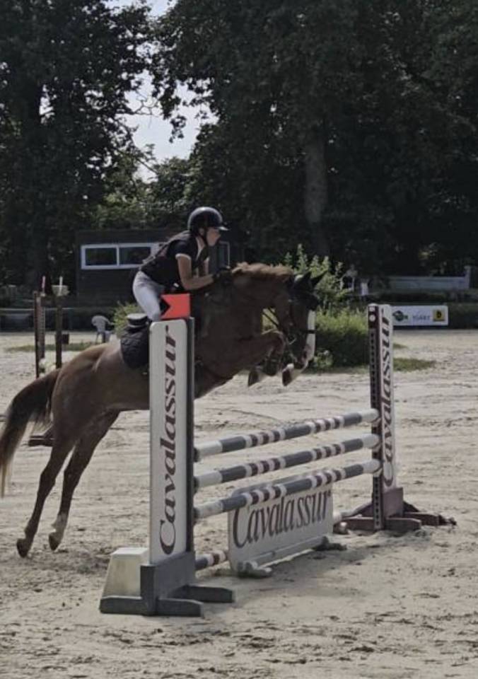 Merrie Franse rijpony PFS Te koop 2019 Vos ,  POPSTAR DES NOUETTES