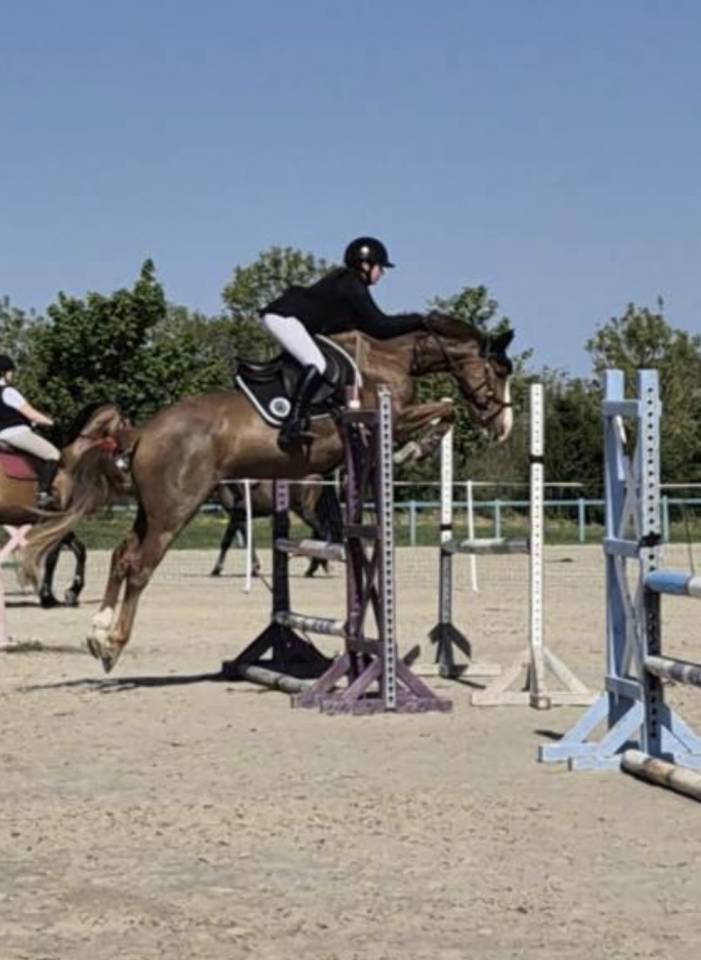 Merrie Franse rijpony PFS Te koop 2019 Vos ,  POPSTAR DES NOUETTES