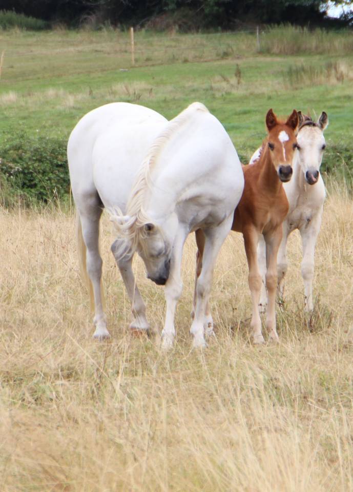 Draagmerrie Welsh Pony (Section B) Te koop 2006 Schimmel ,  Hercule d'audes