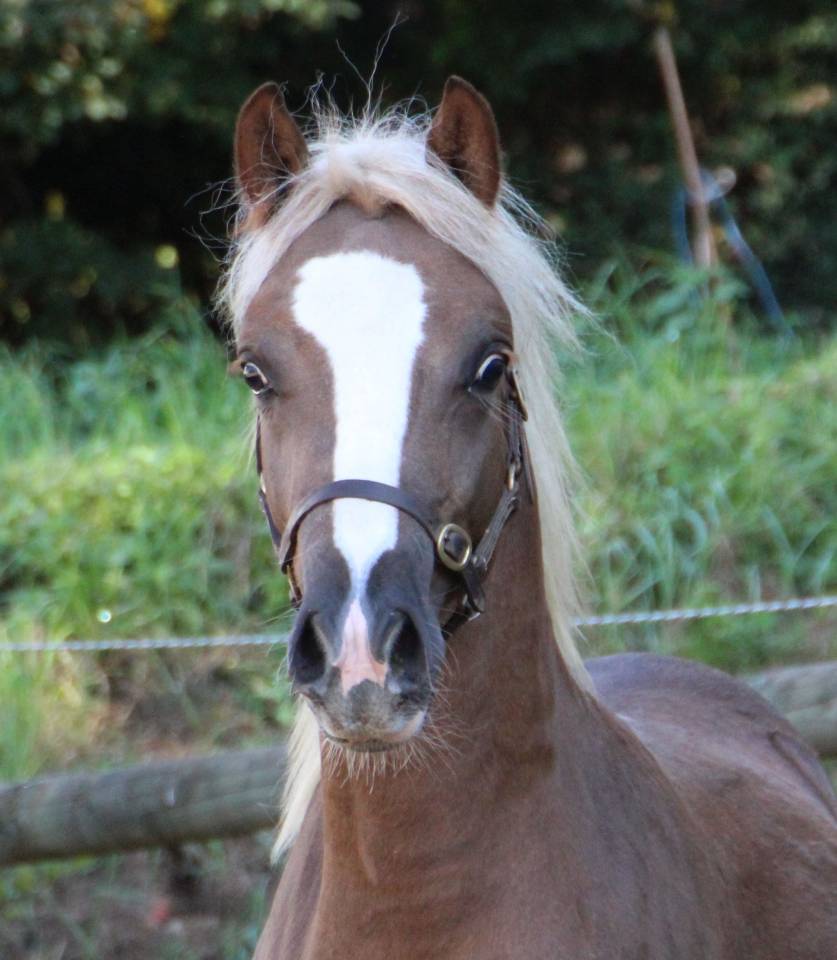 Draagmerrie Welsh Pony (Section B) Te koop 2006 Schimmel ,  Hercule d'audes