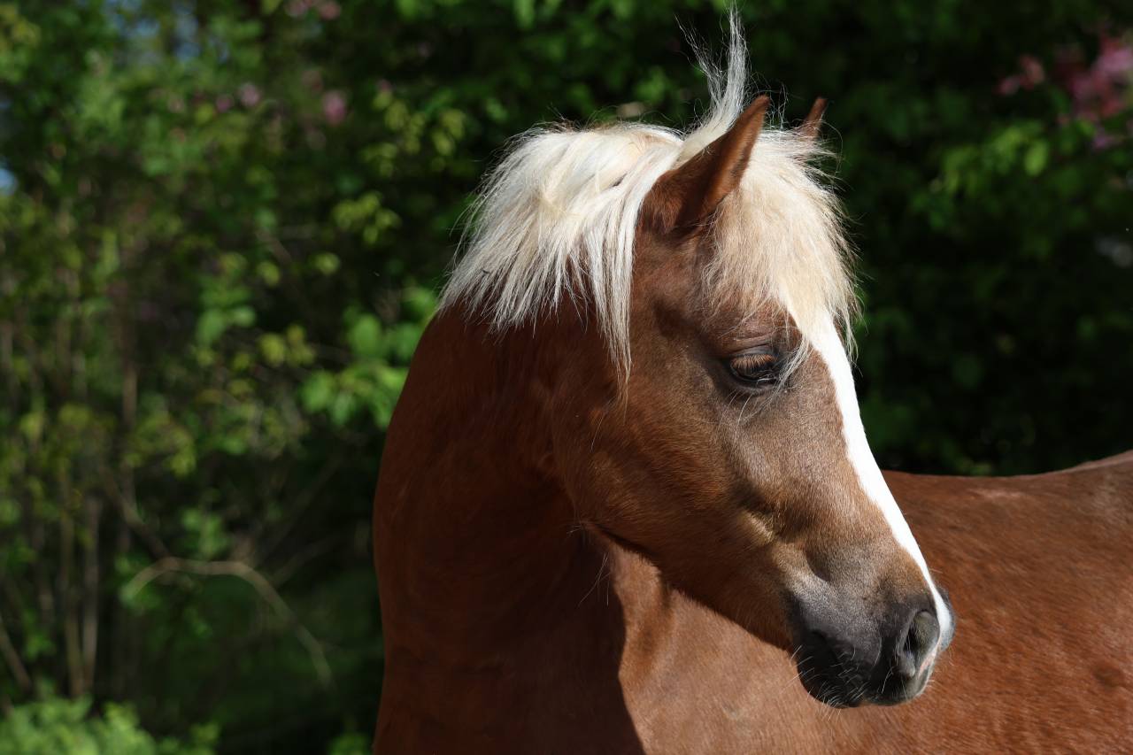Draagmerrie Welsh Pony (Section B) Te koop 2006 Schimmel ,  Hercule d'audes