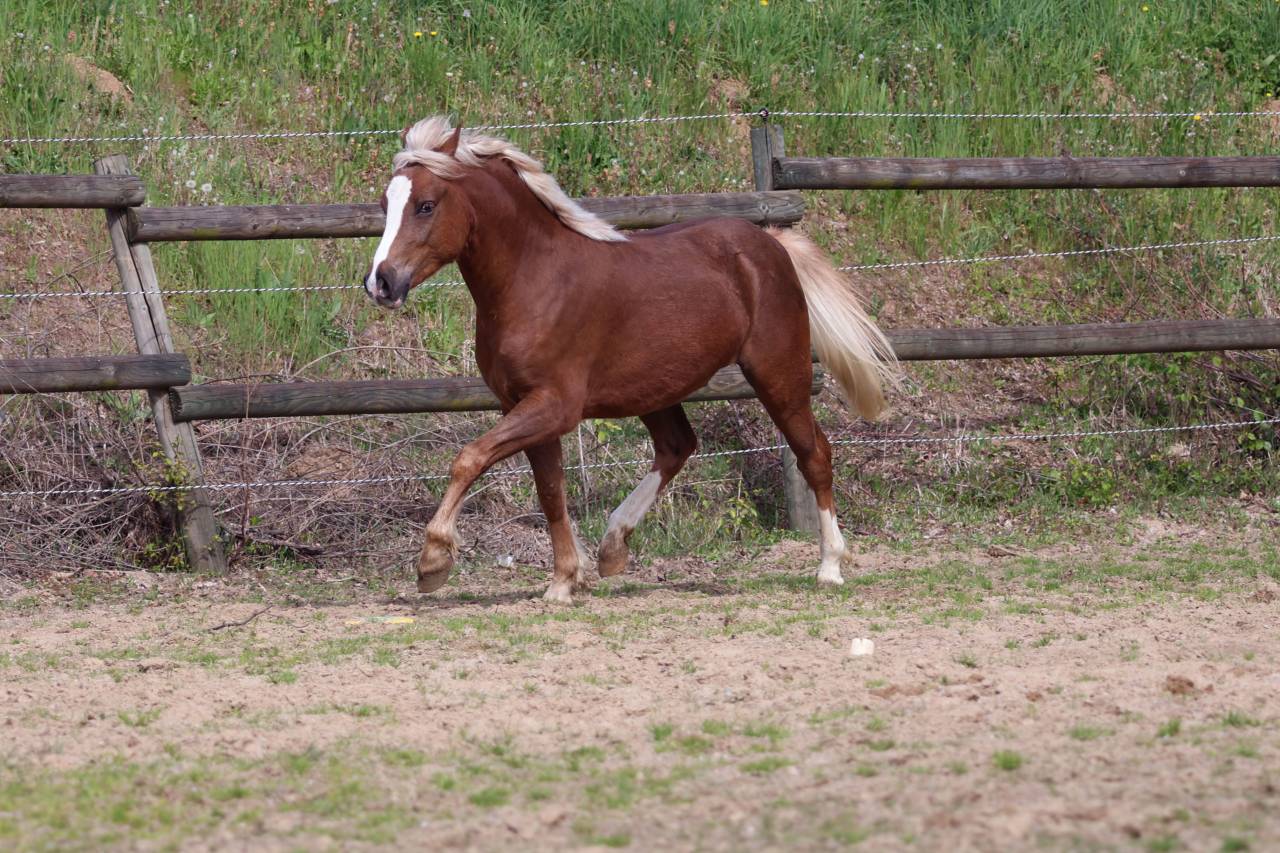 Draagmerrie Welsh Pony (Section B) Te koop 2006 Schimmel ,  Hercule d'audes