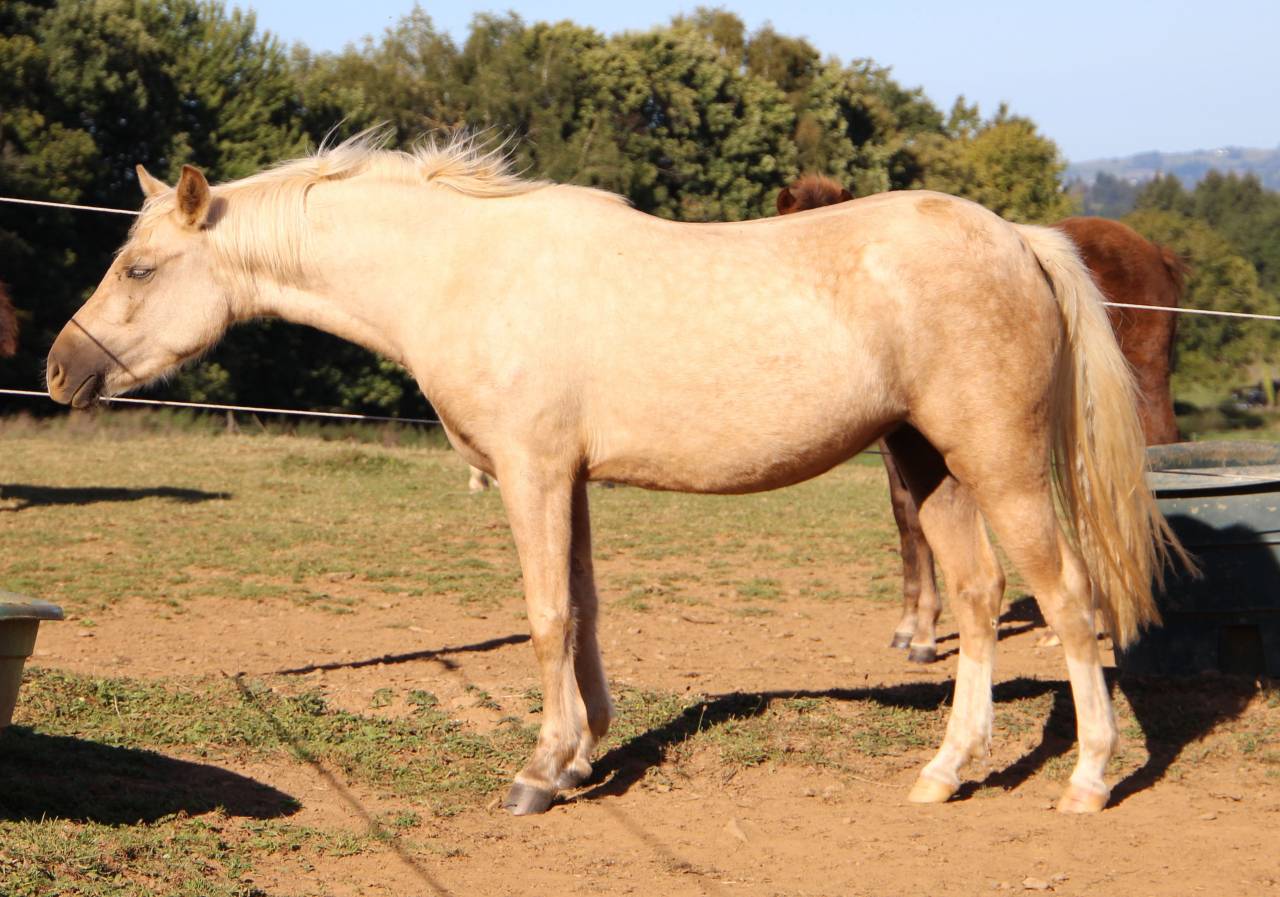 Draagmerrie Welsh Pony (Section B) Te koop 2006 Schimmel ,  Hercule d'audes