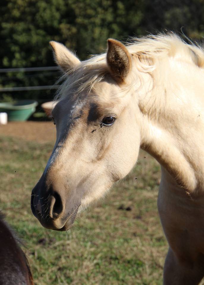 Draagmerrie Welsh Pony (Section B) Te koop 2006 Schimmel ,  Hercule d'audes