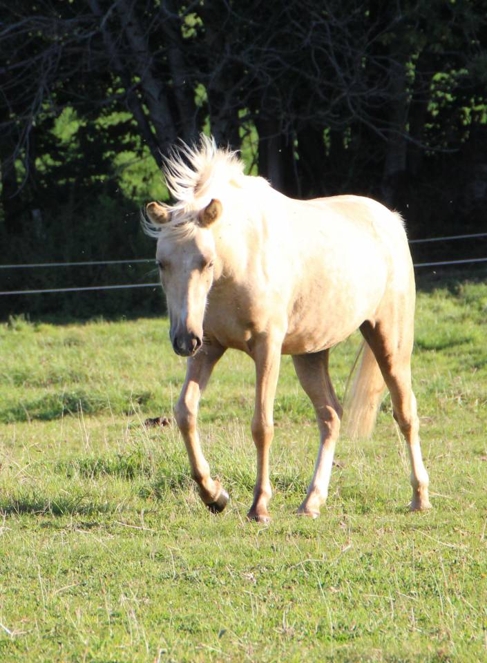 Draagmerrie Welsh Pony (Section B) Te koop 2006 Schimmel ,  Hercule d'audes