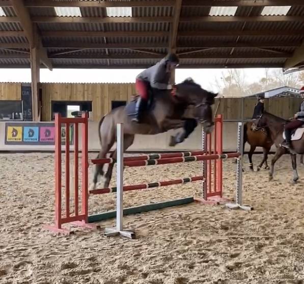 Ruin Franse rijpony PFS Te koop 2016 Donker bruin / bai
