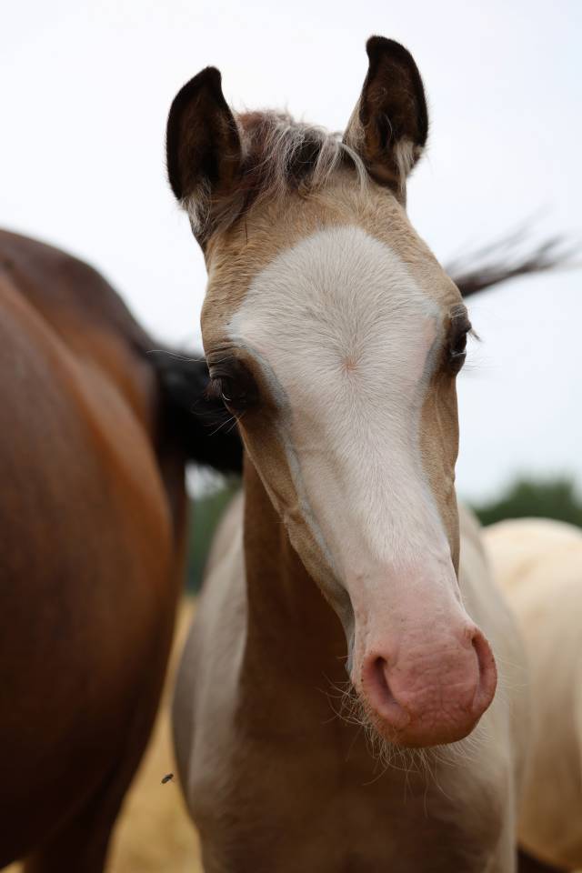 Veulen (ml) Welsh Pony (Section B) Te koop 2026 Isabel ,  WAXWING ORATOR
