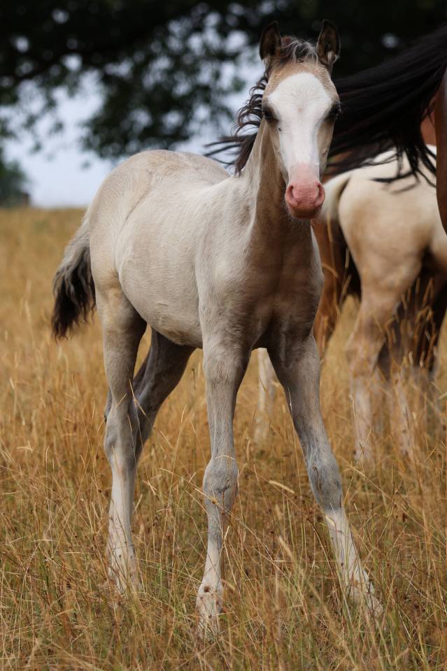 Veulen (ml) Welsh Pony (Section B) Te koop 2026 Isabel ,  WAXWING ORATOR