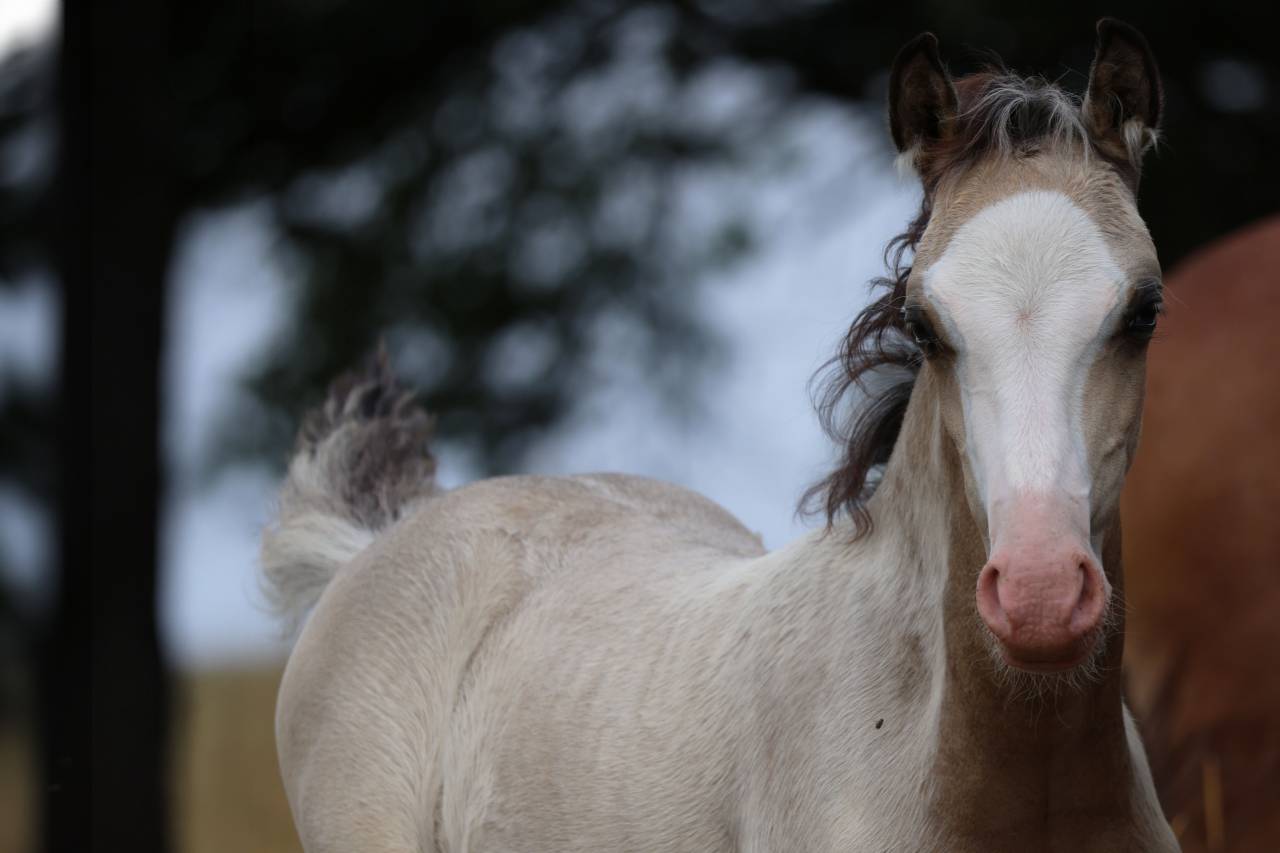 Veulen (ml) Welsh Pony (Section B) Te koop 2026 Isabel ,  WAXWING ORATOR