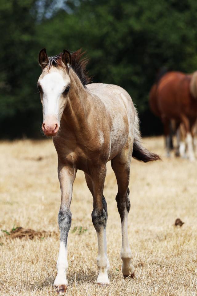 Veulen (ml) Welsh Pony (Section B) Te koop 2026 Isabel ,  WAXWING ORATOR