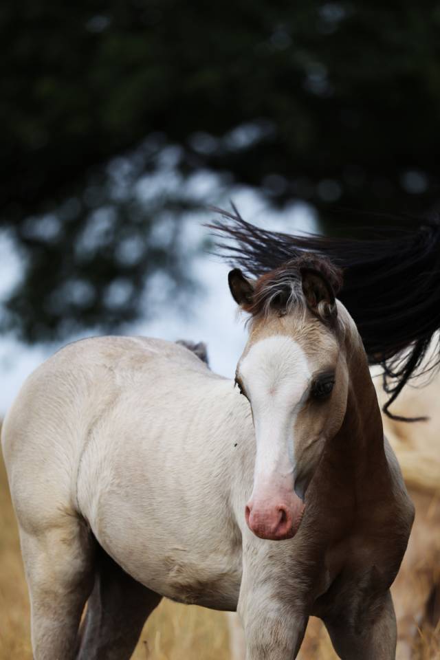 Veulen (ml) Welsh Pony (Section B) Te koop 2026 Isabel ,  WAXWING ORATOR