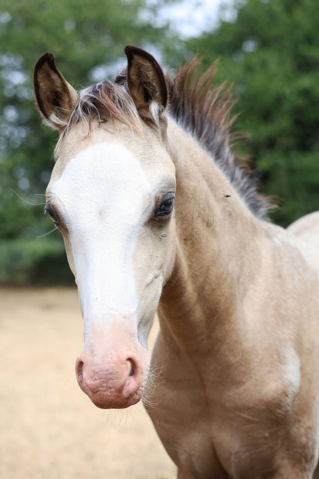 Veulen (ml) Welsh Pony (Section B) Te koop 2026 Isabel ,  WAXWING ORATOR