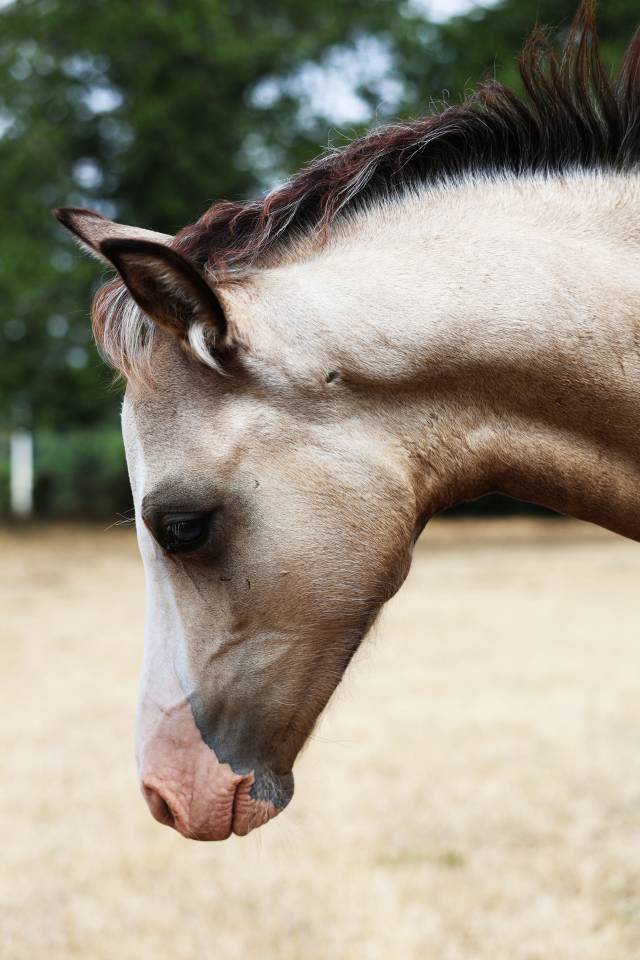 Veulen (ml) Welsh Pony (Section B) Te koop 2026 Isabel ,  WAXWING ORATOR
