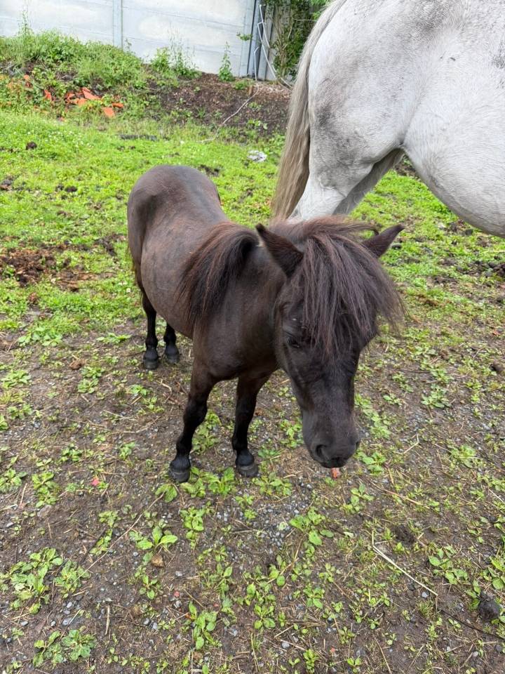 Merrie Shetland Te koop 2025 Zwart