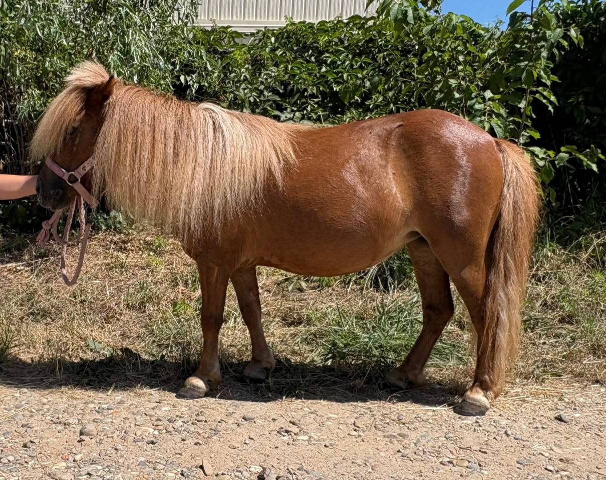 Merrie Shetland Te koop 2021 Vos ,  Texas du Lutzelhof