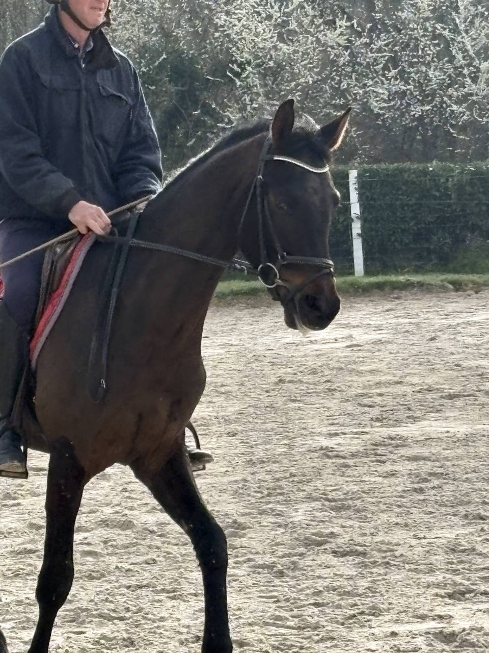Ruin Westphalian Te koop 2022 Bruin / Bai ,  Franziskus