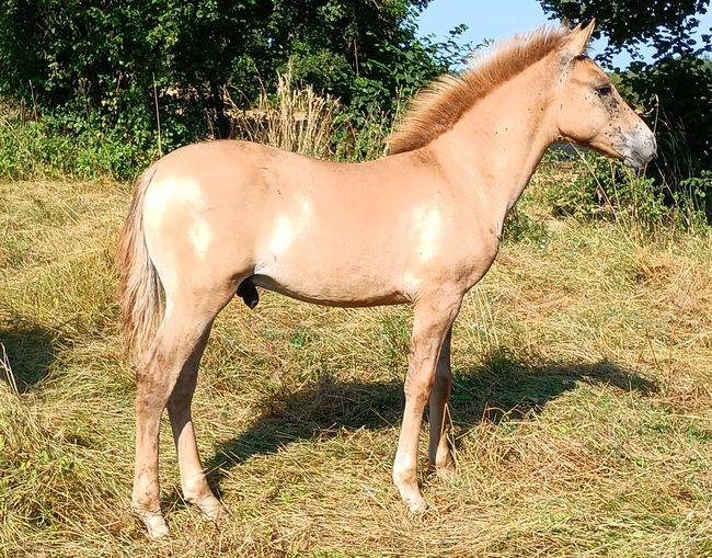 Hengst Bekend ras Te koop 2026 Wildkleur ,  MOSQUITO (arabo-konik)