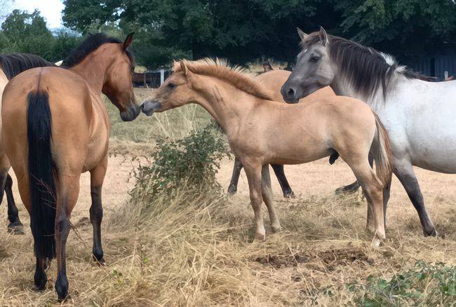 Hengst Bekend ras Te koop 2026 Wildkleur ,  MOSQUITO (arabo-konik)