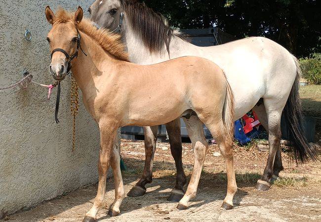 Hengst Bekend ras Te koop 2026 Wildkleur ,  MOSQUITO (arabo-konik)