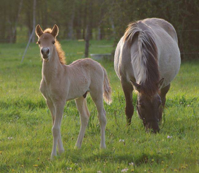 Hengst Bekend ras Te koop 2026 Wildkleur ,  MOSQUITO (arabo-konik)