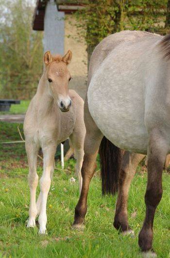 Hengst Bekend ras Te koop 2026 Wildkleur ,  MOSQUITO (arabo-konik)