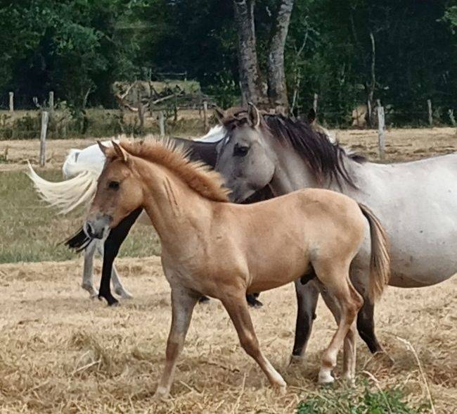 Hengst Bekend ras Te koop 2026 Wildkleur ,  MOSQUITO (arabo-konik)
