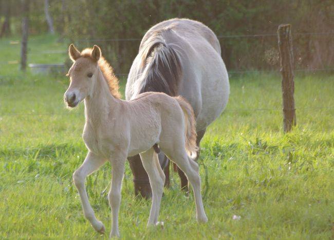Hengst Bekend ras Te koop 2026 Wildkleur ,  MOSQUITO (arabo-konik)