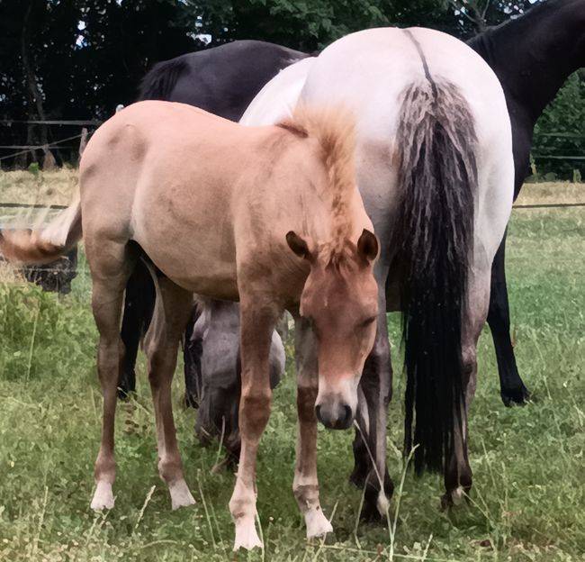Hengst Bekend ras Te koop 2026 Wildkleur ,  MOSQUITO (arabo-konik)