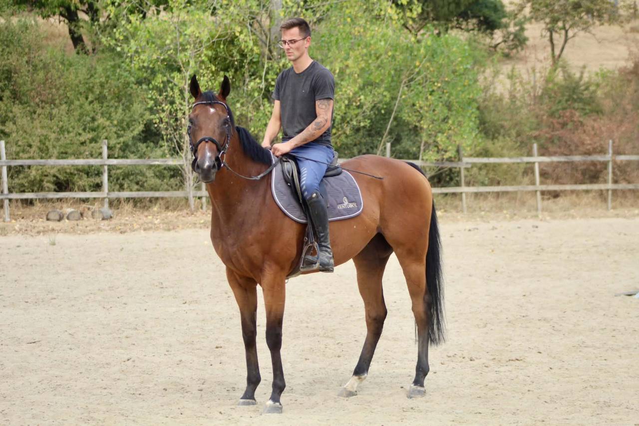Ruin Volbloed Te koop 2019 Donker bruin / bai