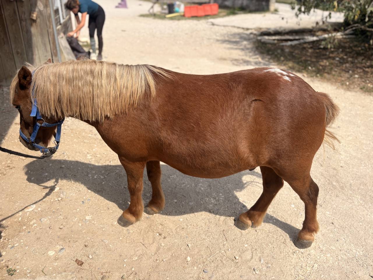 Ruin Ras onbekend Te koop 2016 Lichte manen en staart