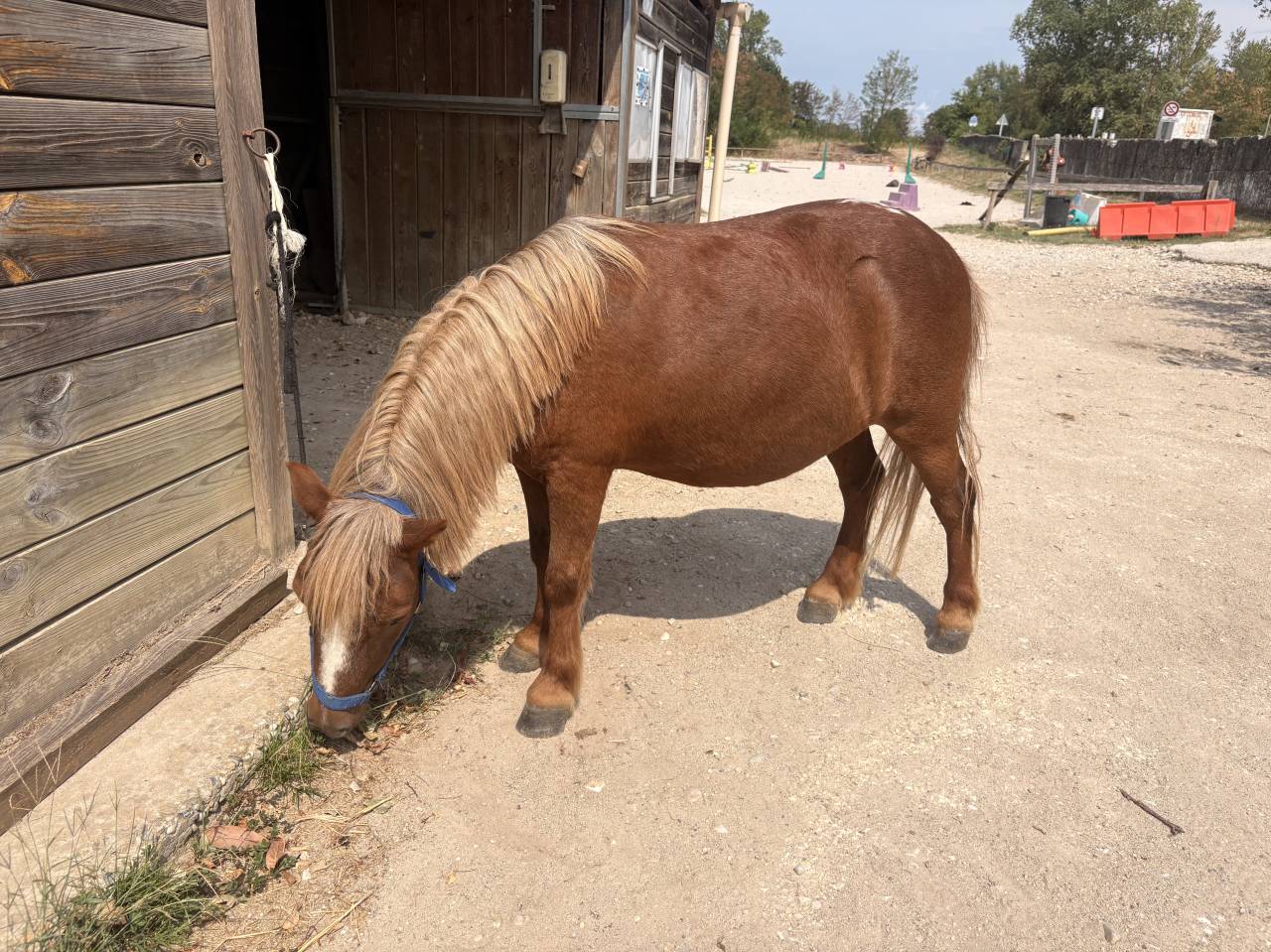 Ruin Ras onbekend Te koop 2016 Lichte manen en staart