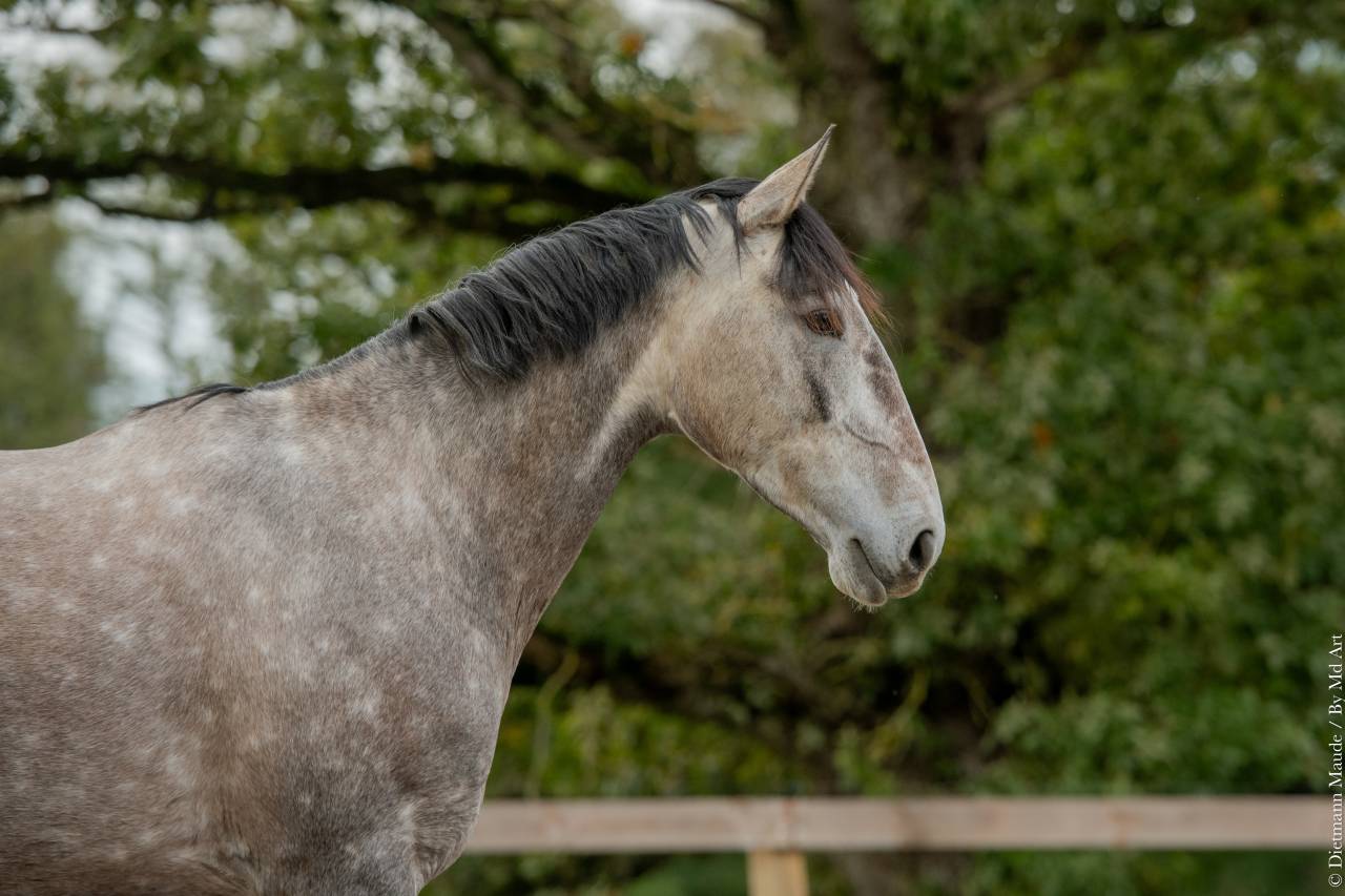 Merrie Lusitano Te koop 2020 Schimmel