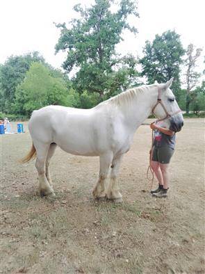 Merrie Percheron Te koop 2013 Schimmel ,  un de mai de la baco