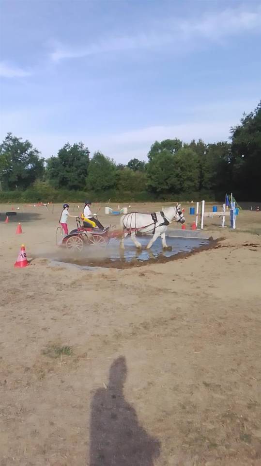 Merrie Percheron Te koop 2013 Schimmel ,  un de mai de la baco