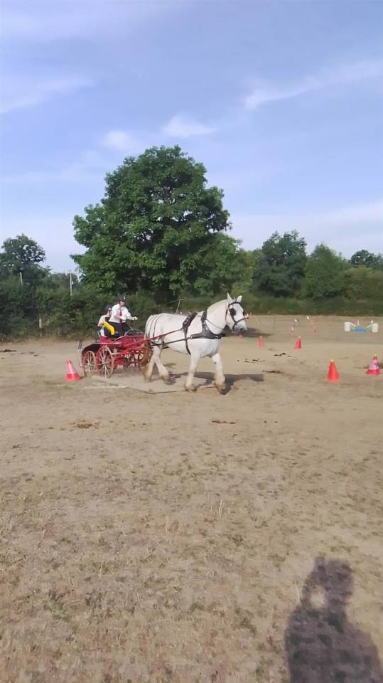 Merrie Percheron Te koop 2013 Schimmel ,  un de mai de la baco