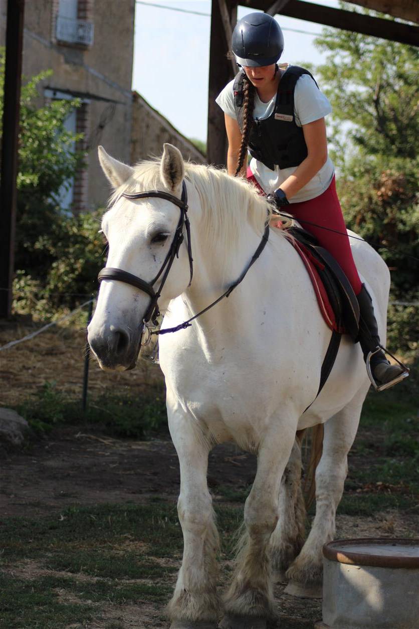 Merrie Percheron Te koop 2013 Schimmel ,  un de mai de la baco