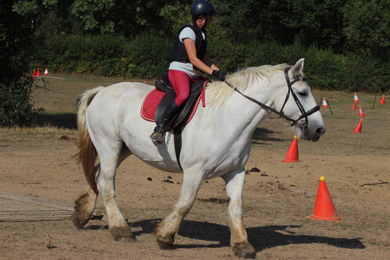 Merrie Percheron Te koop 2013 Schimmel ,  un de mai de la baco
